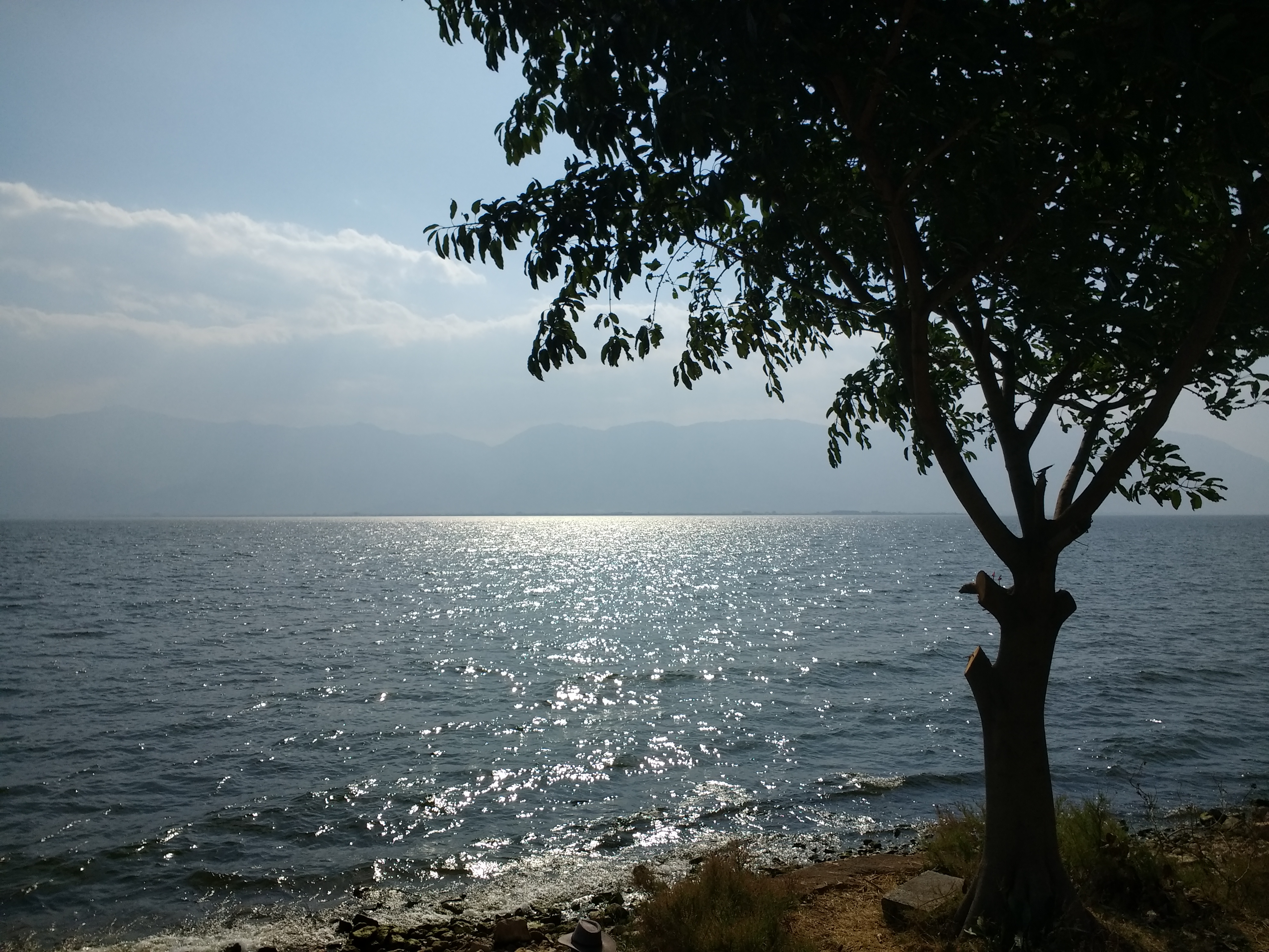 A tree and mountain reflections beside Erhai Lake in Dali