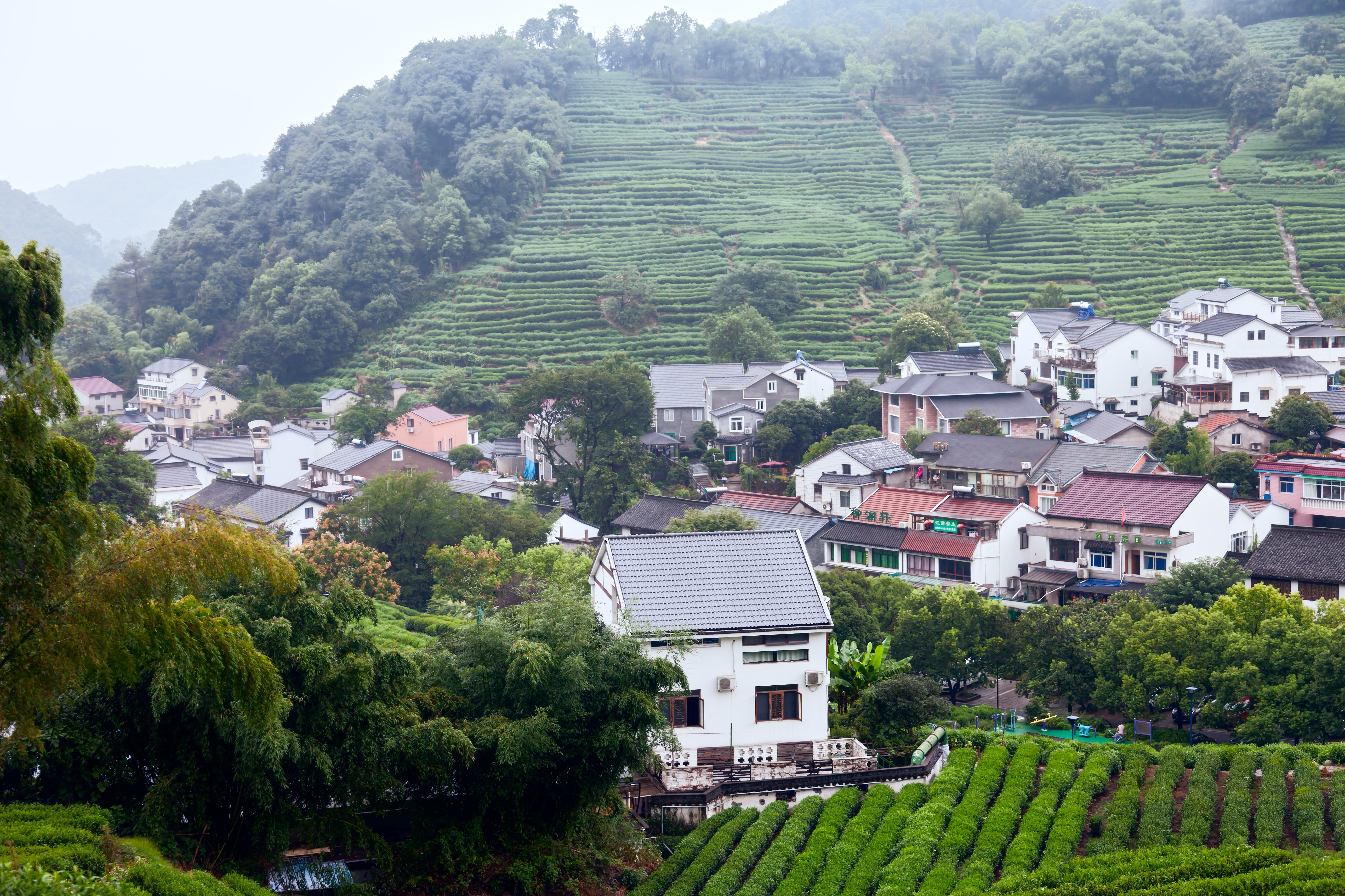 Rows of green tea bushes on the hills of Longjing tea village in Hangzhou